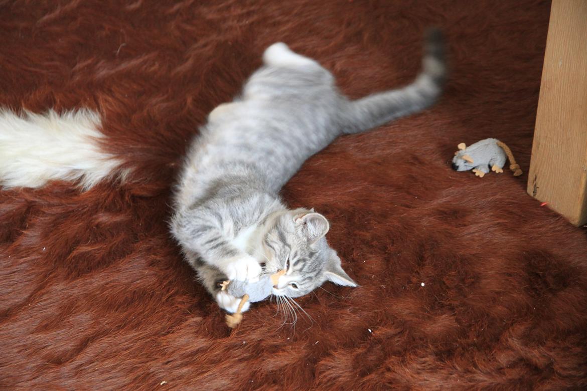 Blanding af racer Freja billede 4