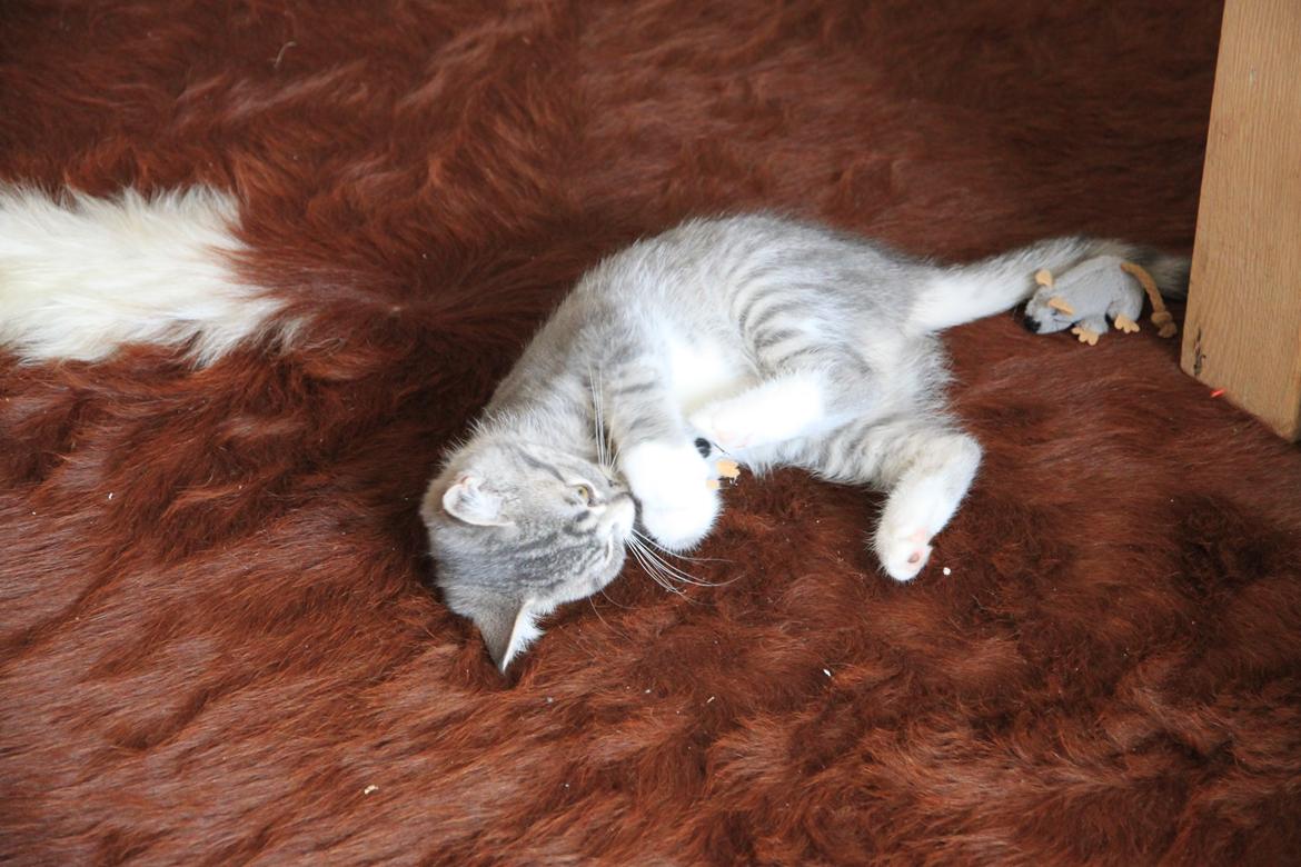 Blanding af racer Freja billede 5