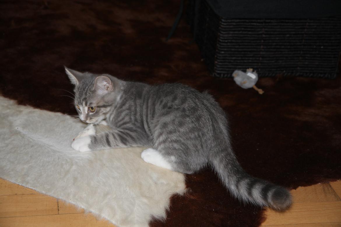 Blanding af racer Freja billede 6