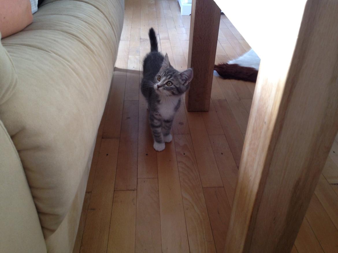 Blanding af racer Freja billede 7