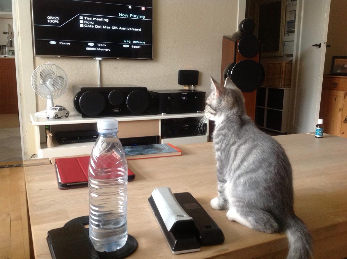 Blanding af racer Freja billede 8