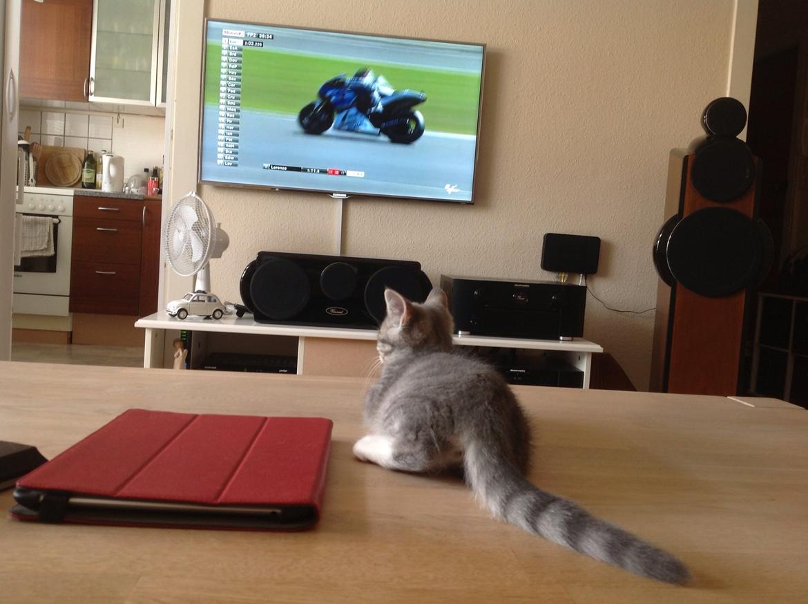 Blanding af racer Freja billede 9