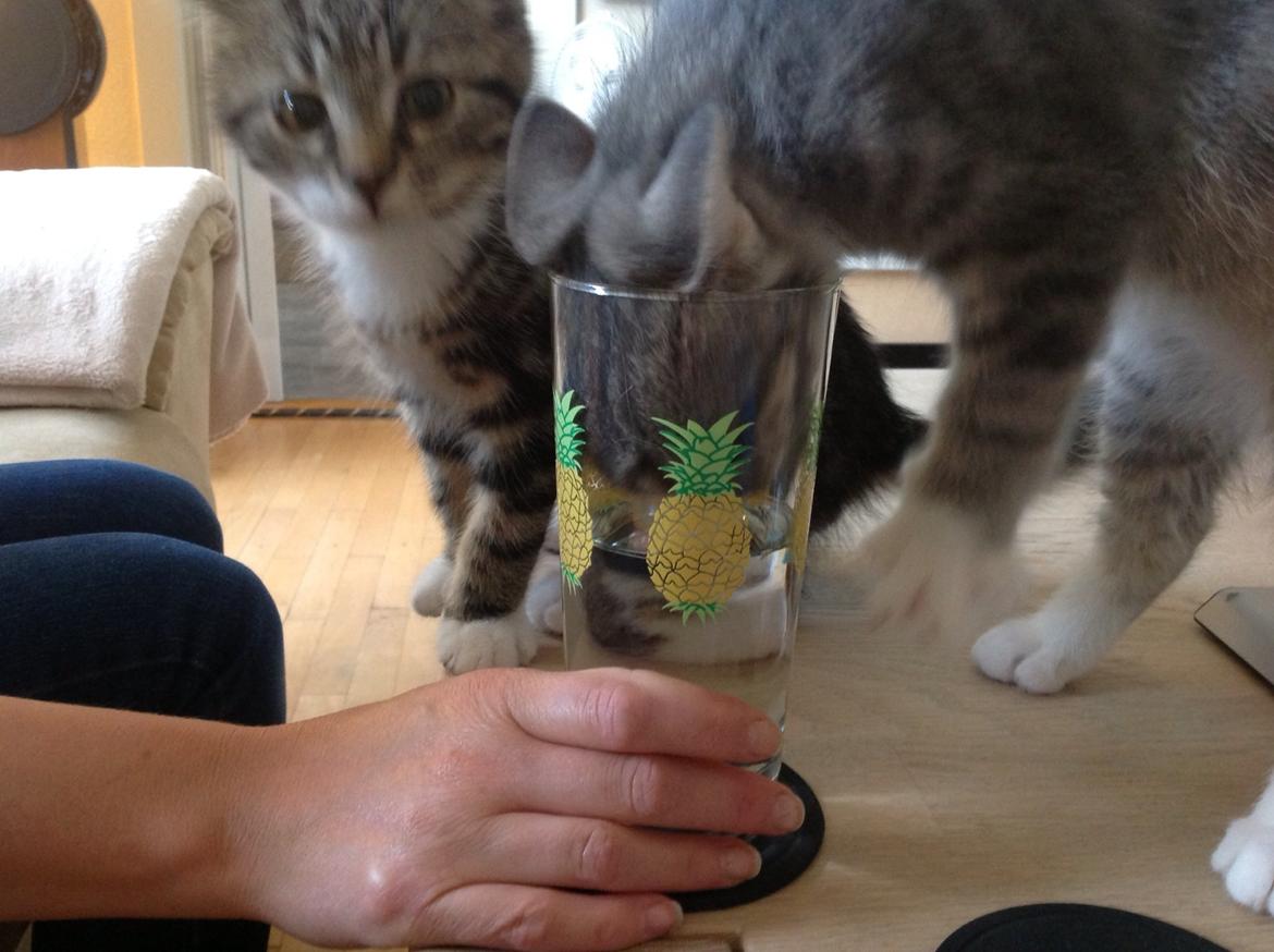 Blanding af racer Freja billede 10