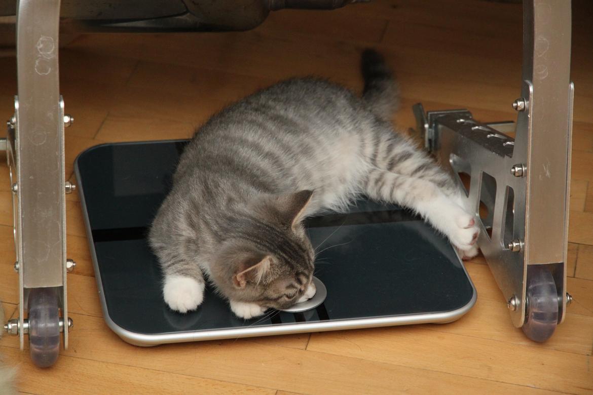 Blanding af racer Freja billede 11