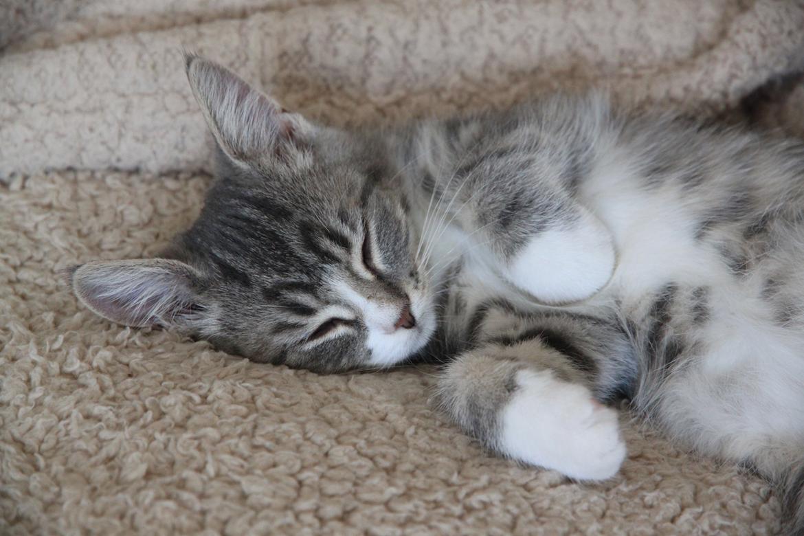 Blanding af racer Freja billede 12