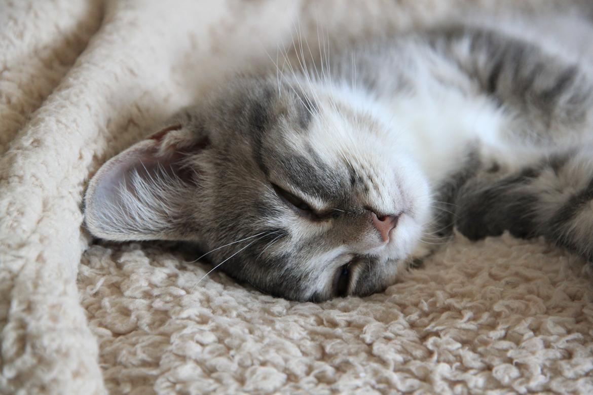 Blanding af racer Freja billede 13