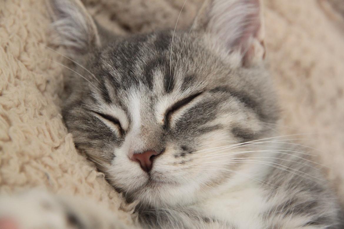 Blanding af racer Freja billede 14