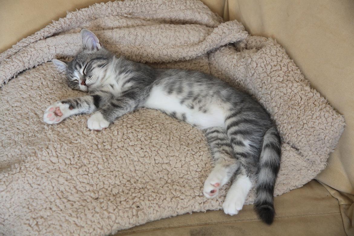 Blanding af racer Freja billede 15