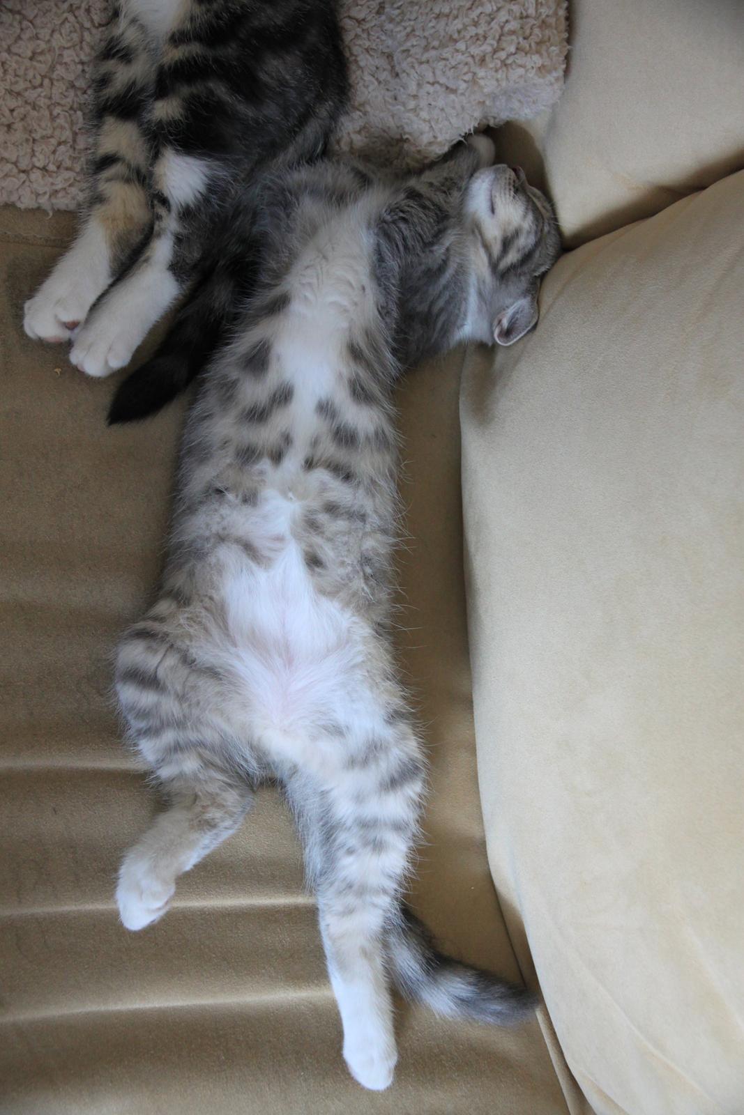 Blanding af racer Freja billede 16