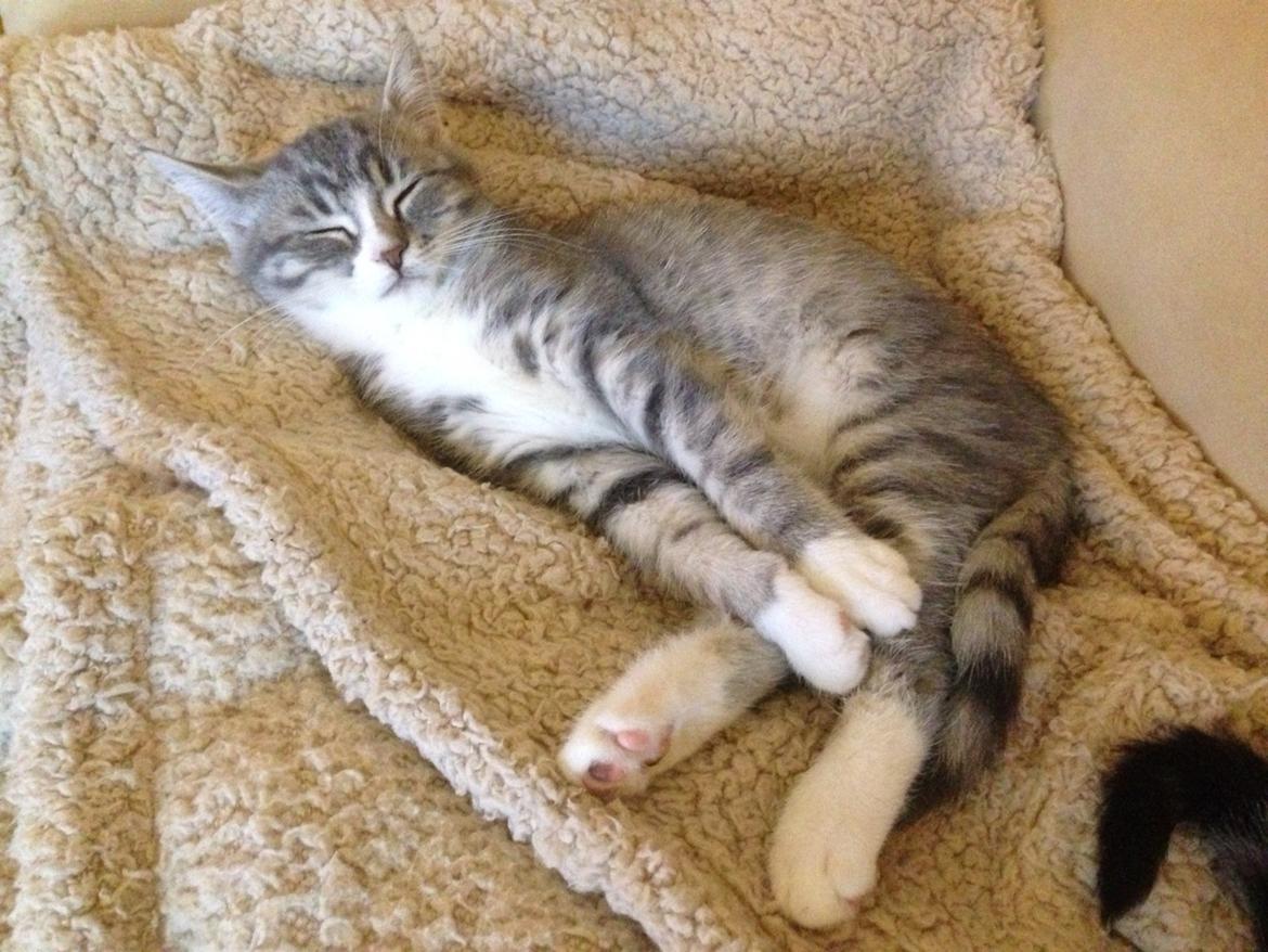 Blanding af racer Freja billede 17