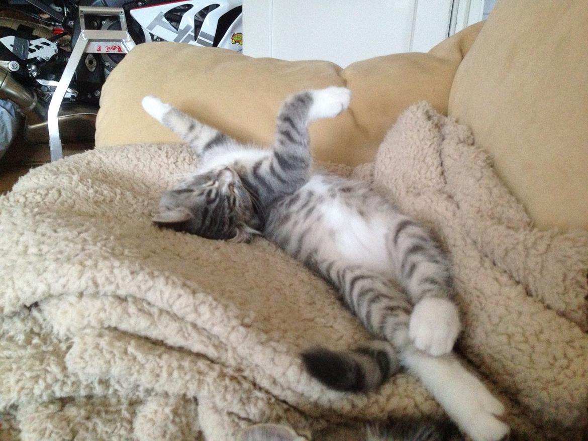 Blanding af racer Freja billede 18