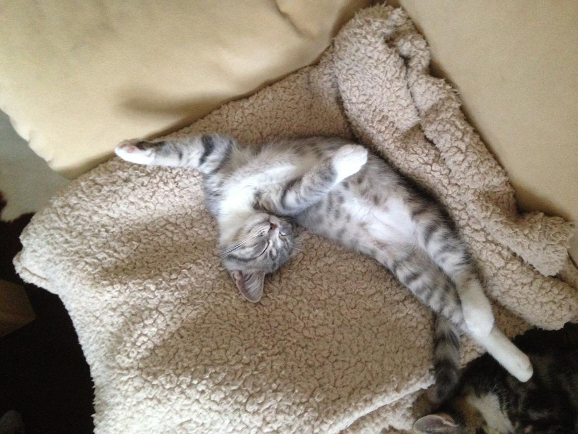 Blanding af racer Freja billede 19