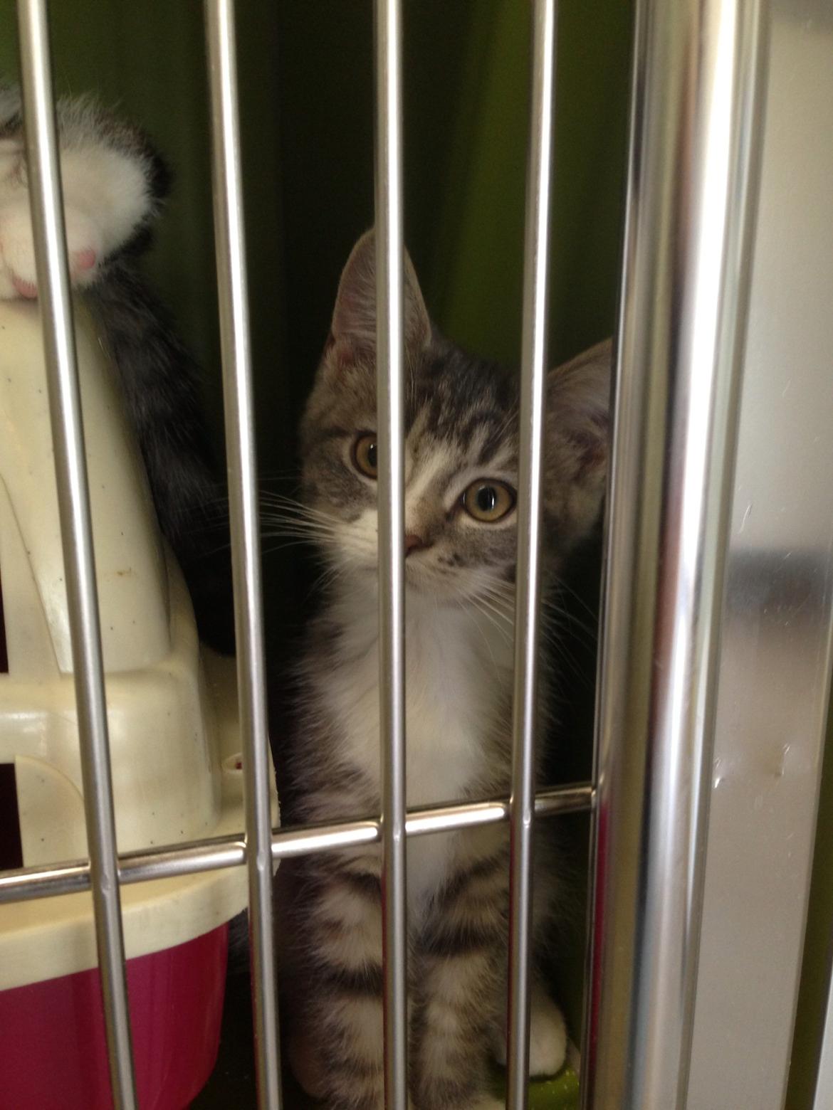 Blanding af racer Freja - Før...... billede 20