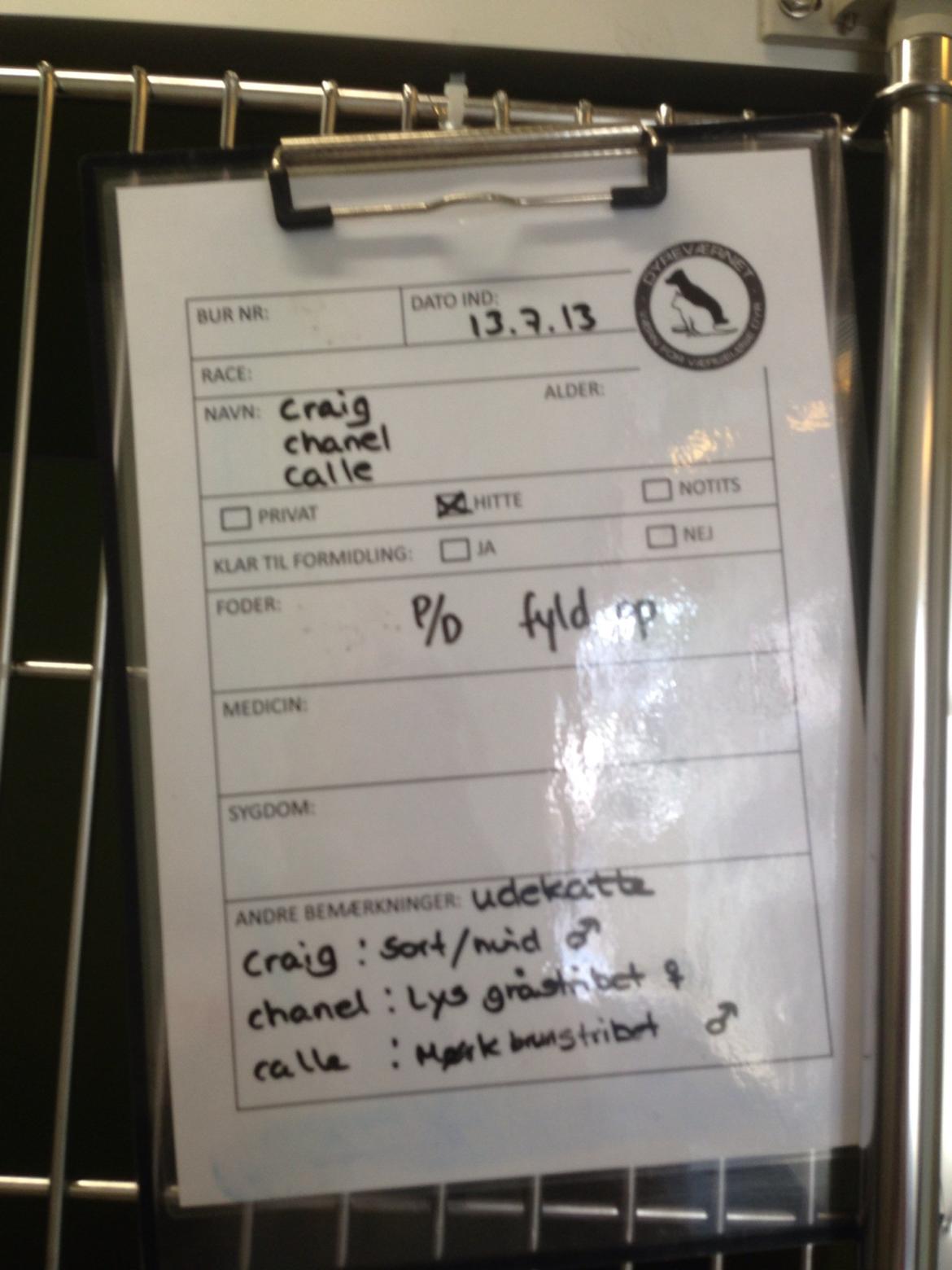 Blanding af racer Freja billede 21