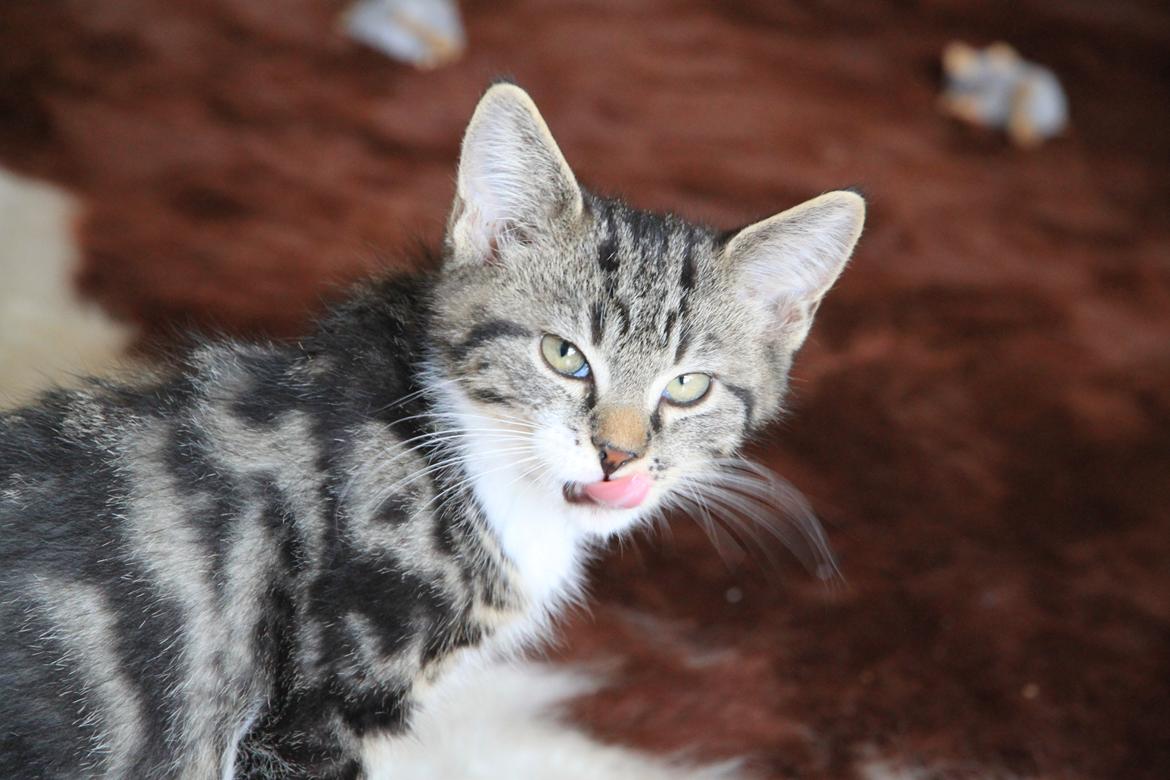 Blanding af racer Leffe billede 3