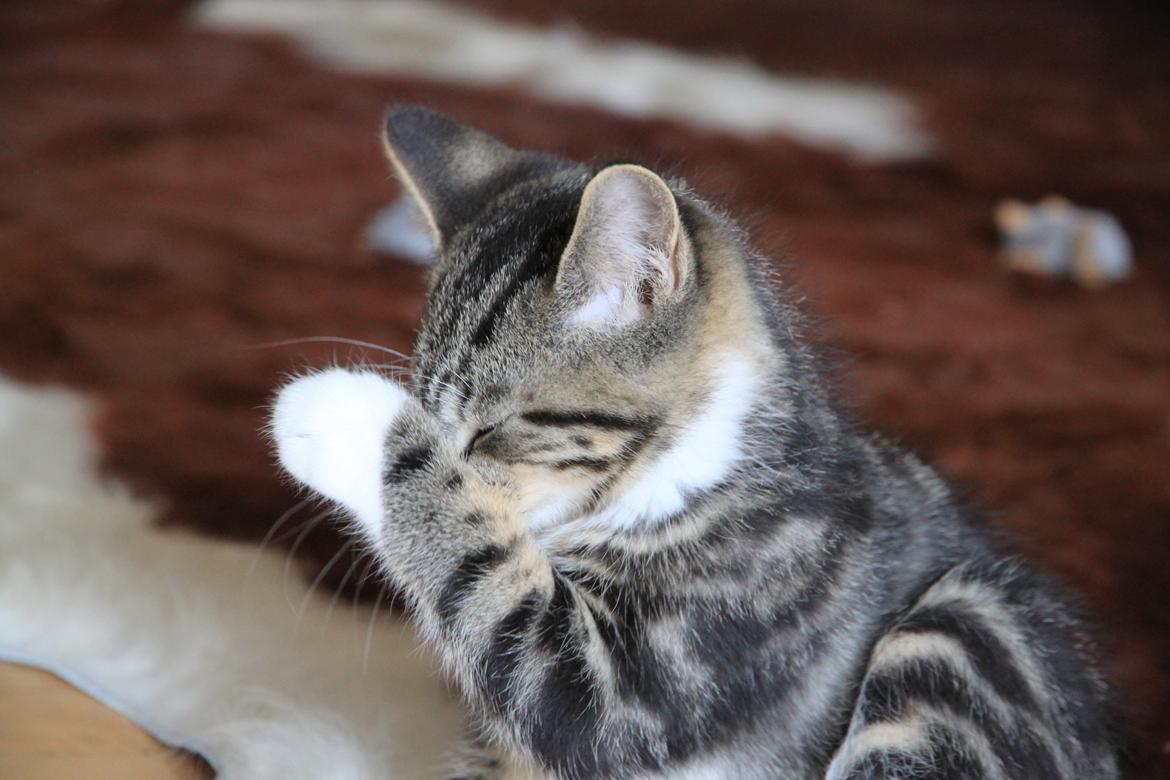 Blanding af racer Leffe billede 4