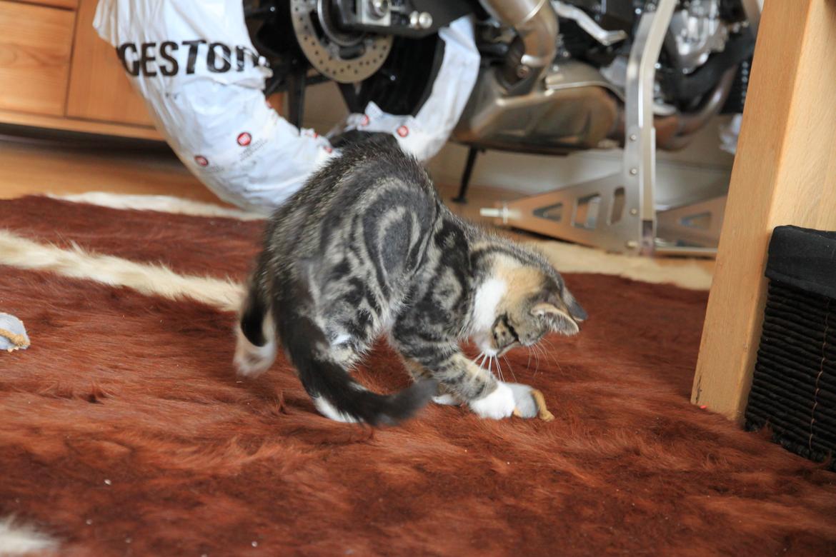 Blanding af racer Leffe billede 5