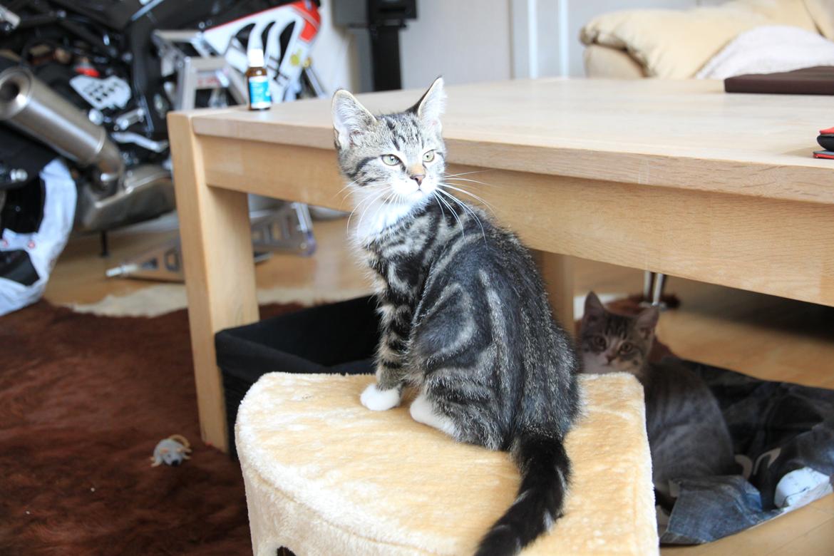 Blanding af racer Leffe billede 6