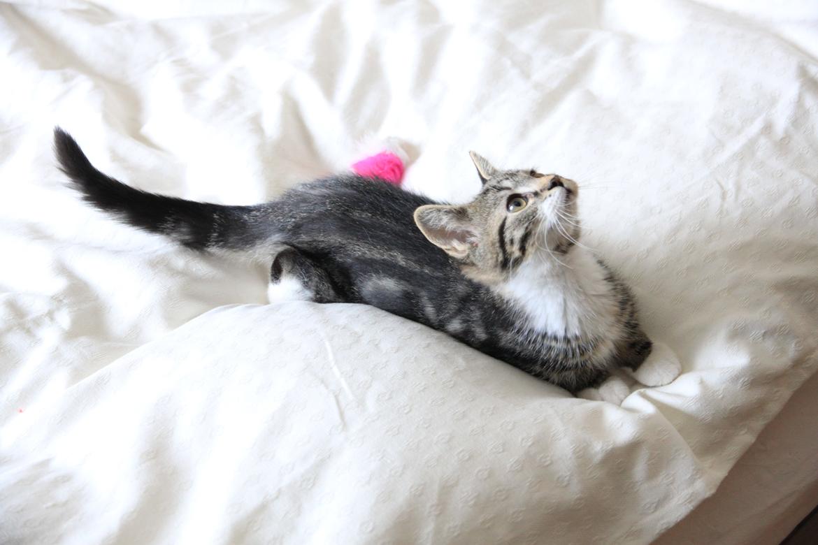 Blanding af racer Leffe billede 8