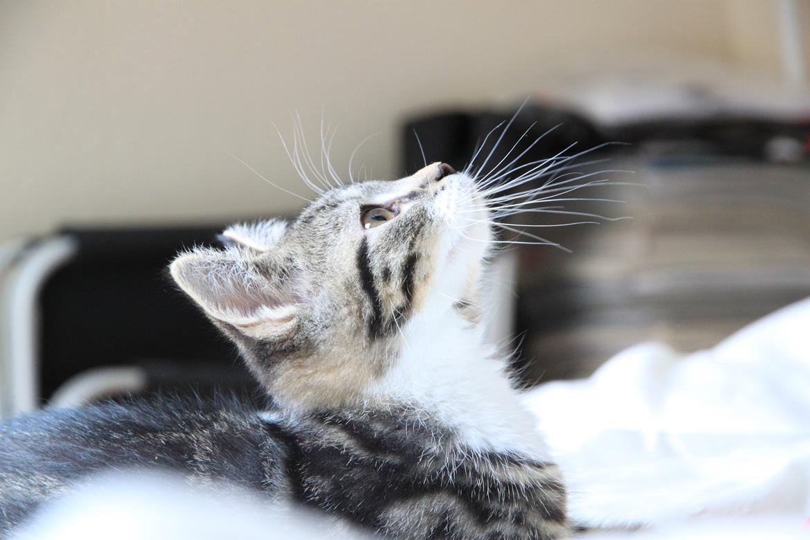 Blanding af racer Leffe billede 12