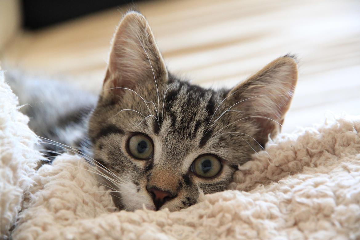 Blanding af racer Leffe billede 14