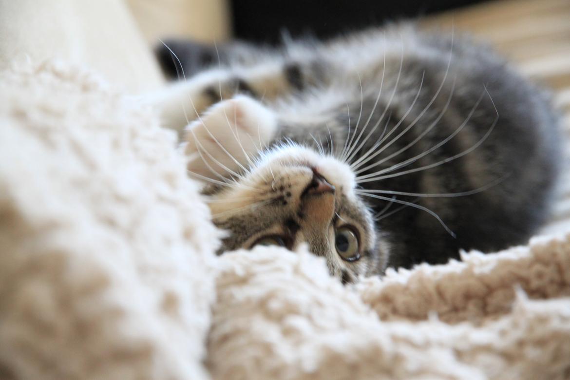 Blanding af racer Leffe billede 15