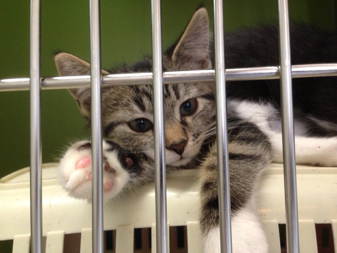 Blanding af racer Leffe - Før... billede 20