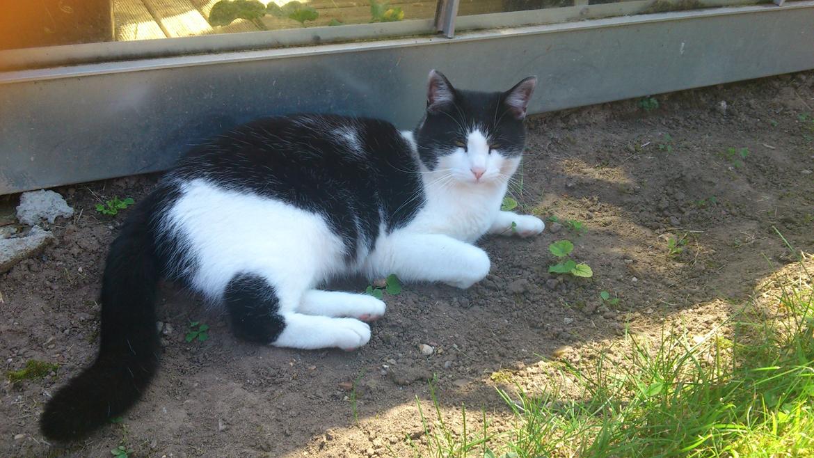 Huskat Buster billede 6