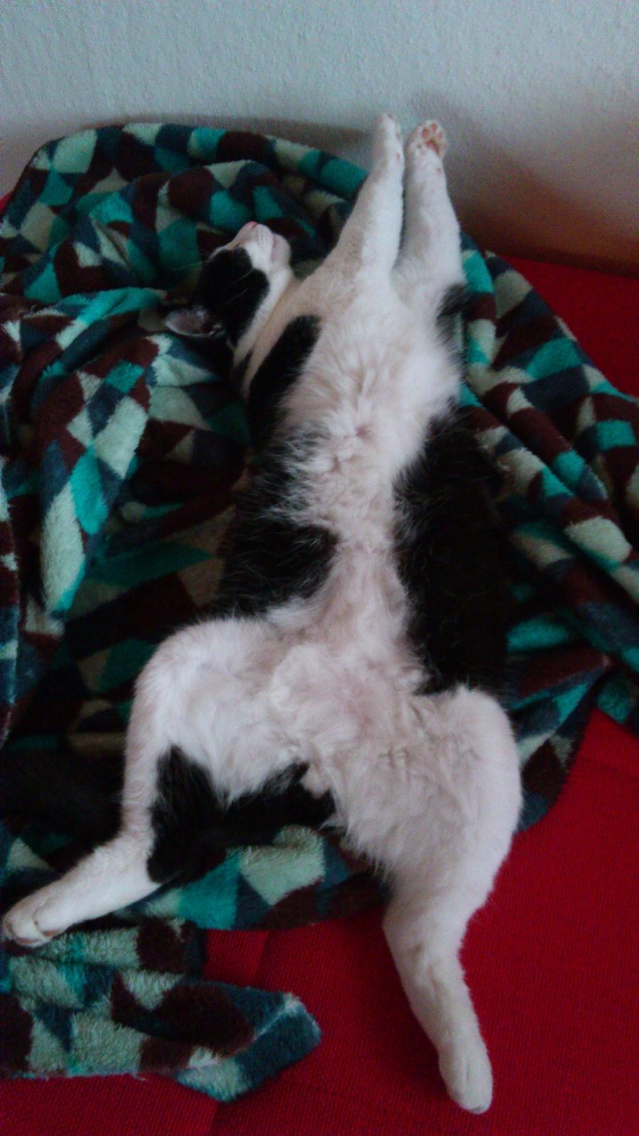 Huskat Buster billede 7