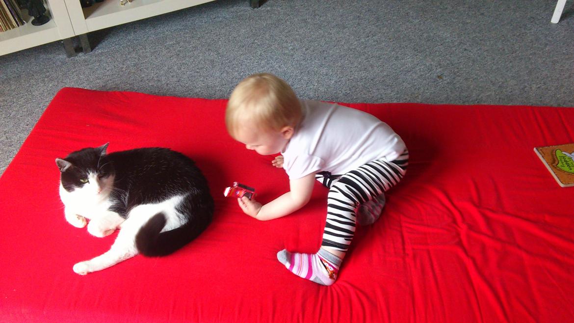 Huskat Buster billede 8