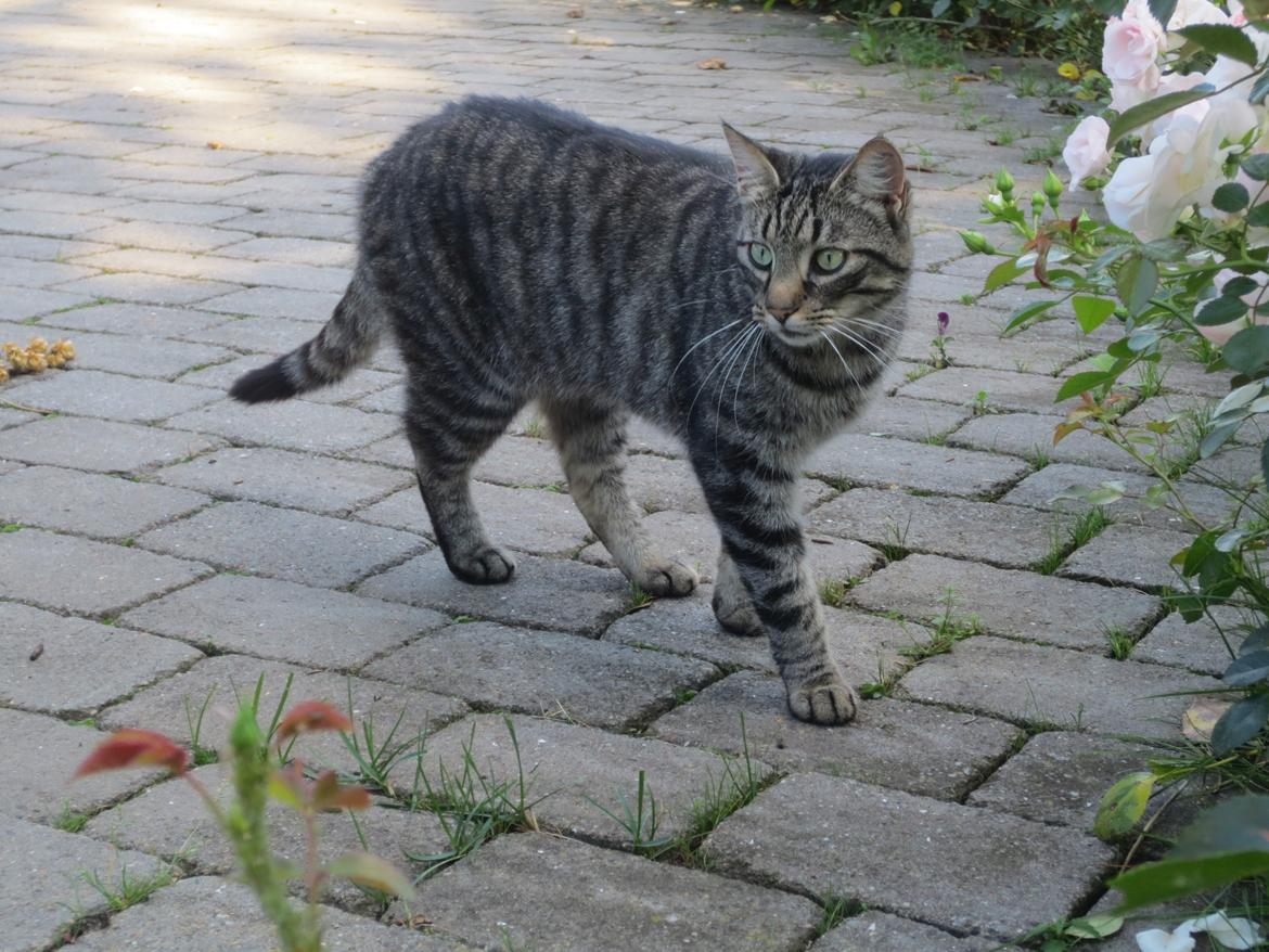 Huskat Alex billede 4