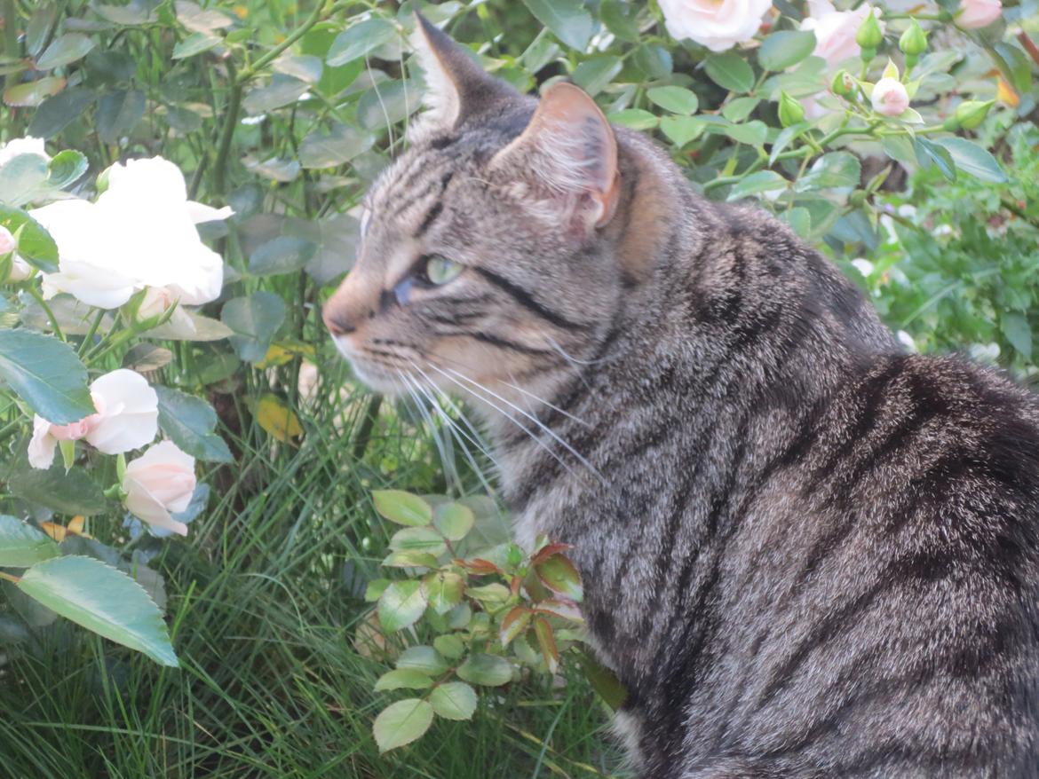 Huskat Alex billede 3