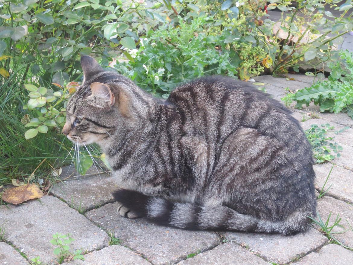 Huskat Alex billede 5