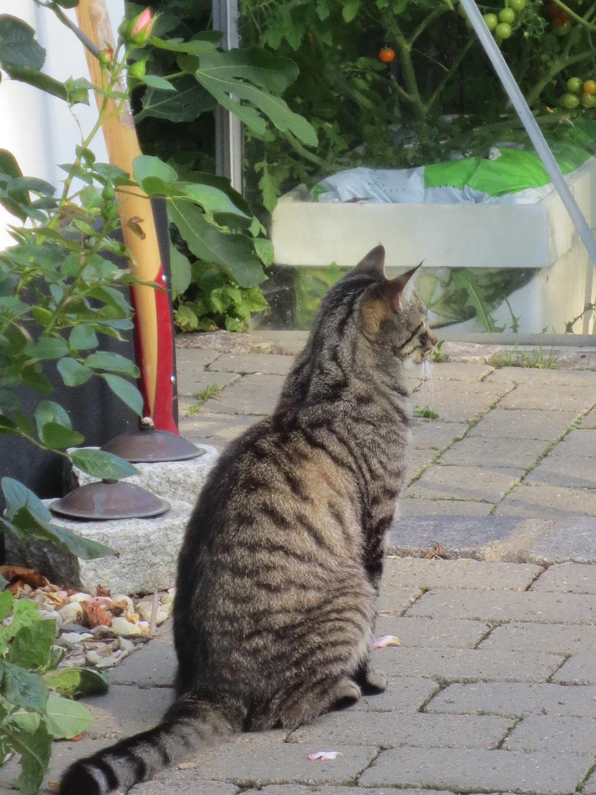 Huskat Alex billede 6