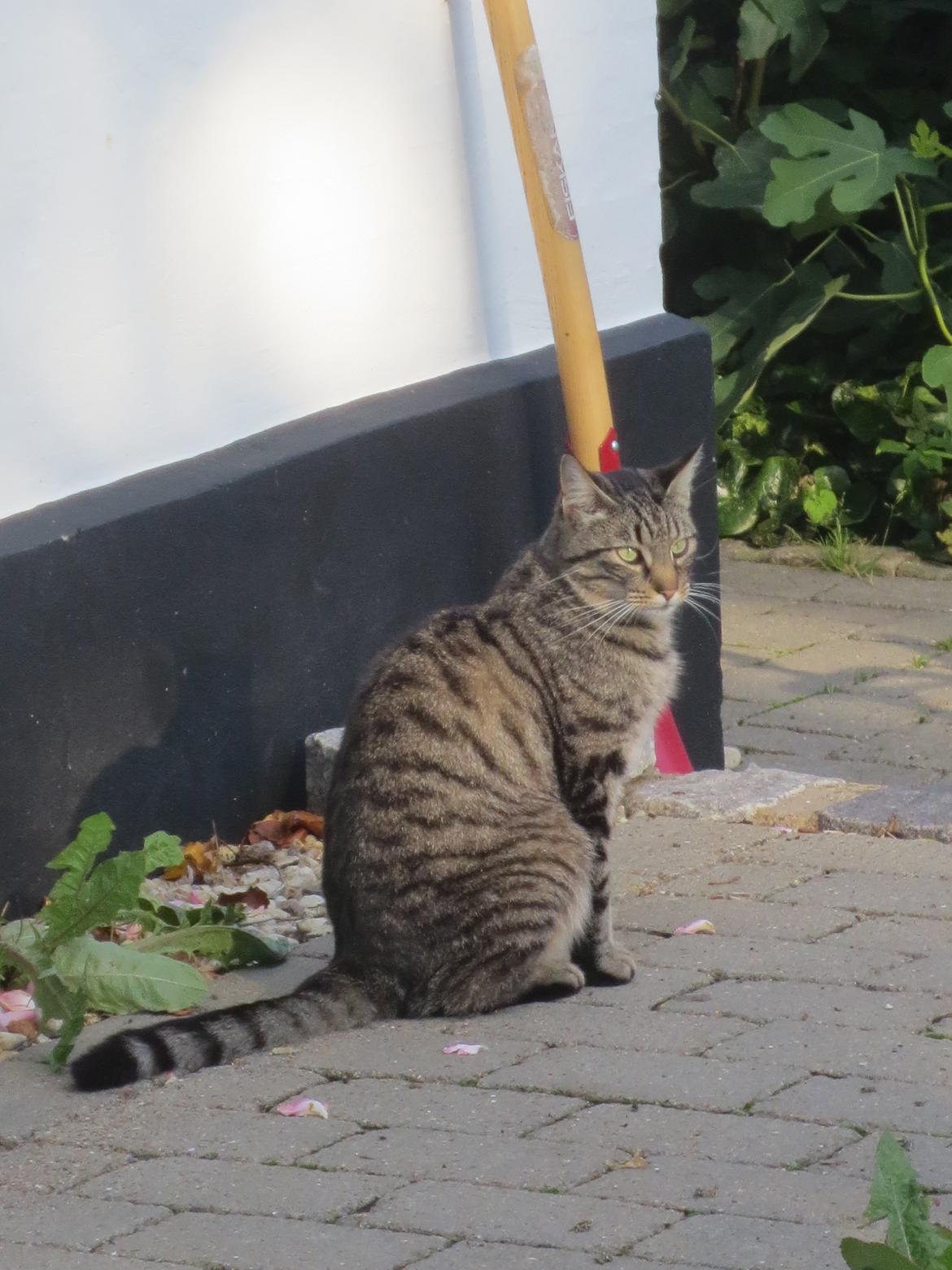 Huskat Alex billede 7