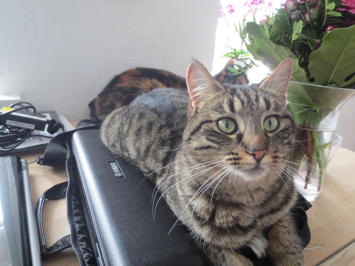 Huskat Alex - Alex i min tværfløjtekasses tøj! billede 1