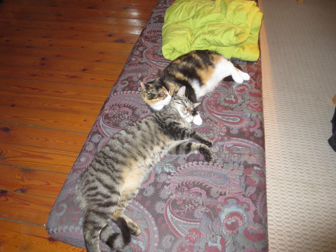 Huskat Alex - Alex ved siden af Bubber billede 2