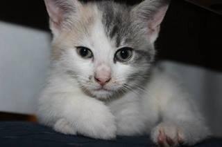 Huskat Fluffy * SOLGT* billede 8