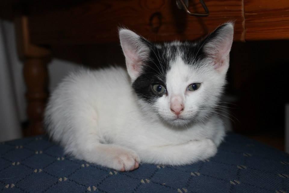 Blanding af racer Zack billede 6