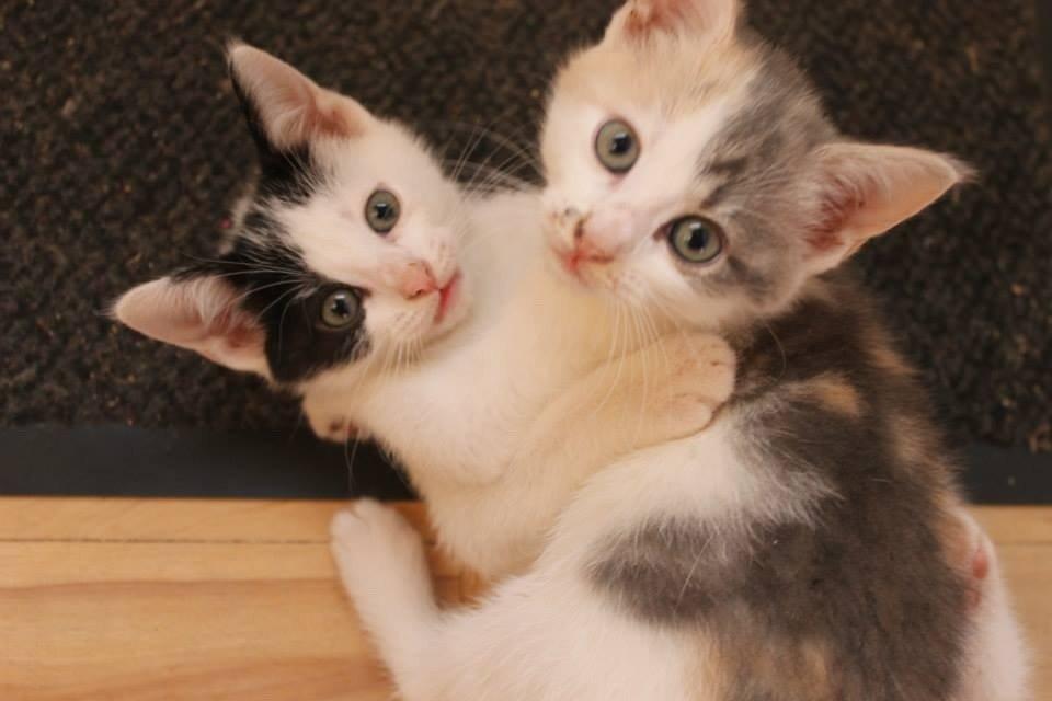 Blanding af racer Zack billede 7