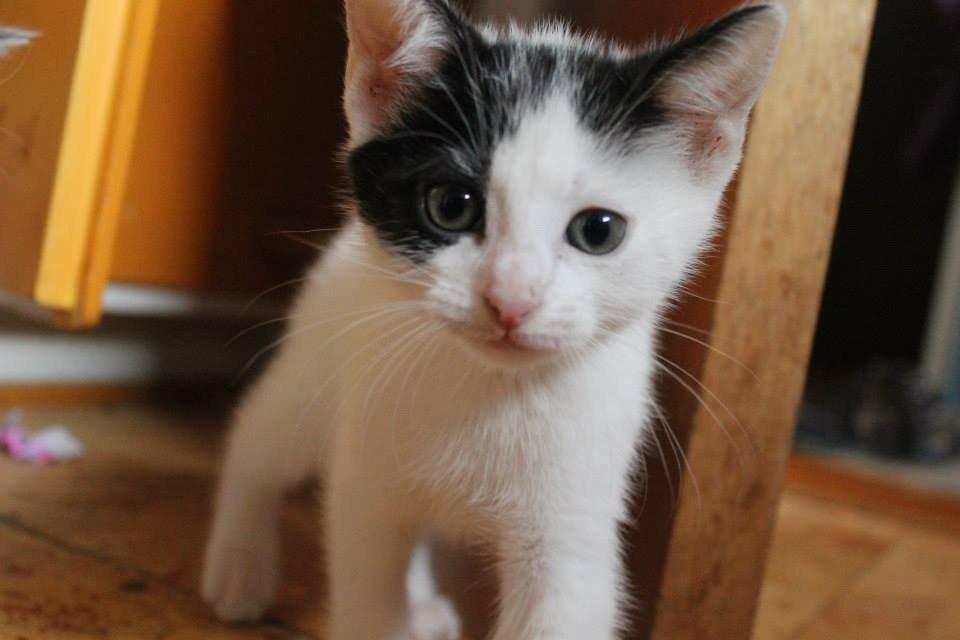 Blanding af racer Zack billede 8