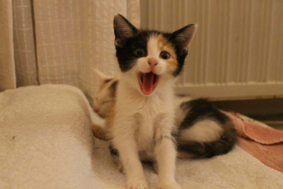 Blanding af racer Snuske R.I.P billede 8