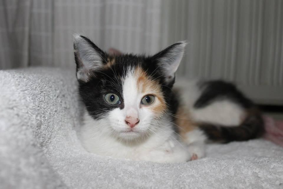 Blanding af racer Snuske R.I.P billede 7