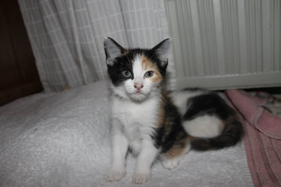 Blanding af racer Snuske R.I.P billede 6