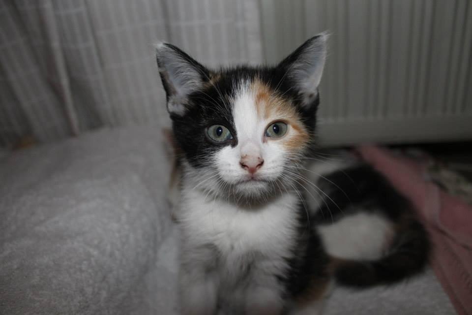 Blanding af racer Snuske R.I.P billede 9