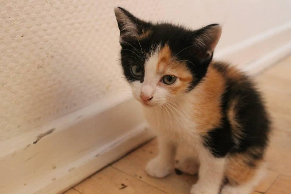 Blanding af racer Snuske R.I.P billede 10