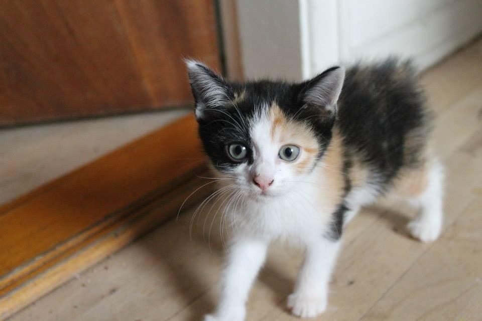 Blanding af racer Snuske R.I.P billede 11