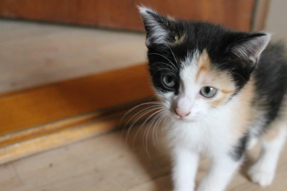 Blanding af racer Snuske R.I.P billede 12