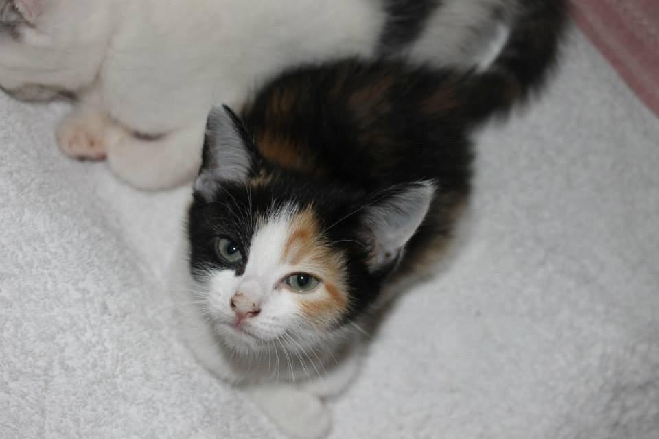 Blanding af racer Snuske R.I.P billede 14