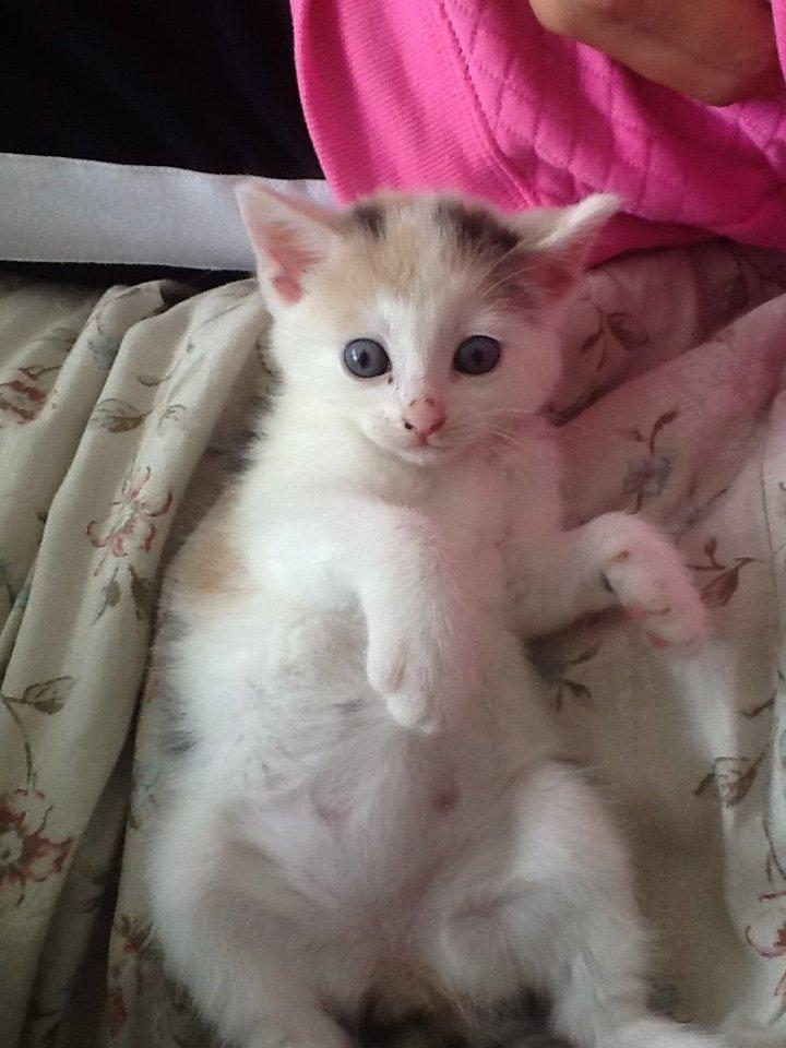 Huskat Poptats billede 1